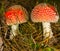 Closeup pair of red flyagaric mushroom in forest