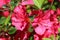 Closeup of pair of red pink blooms