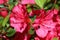 Closeup of pair of red pink blooms