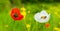 closeup pair of red white poppy flowers in the prairie