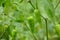 Closeup the pair ripe green chilly with plant and leaves over out of focus green background