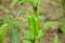 Closeup the pair of ripe green chilly with plant and leaves over out of focus green background