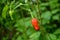 Closeup the pair of ripe red green chilly with leaves and plant growing in the garden over out of focus green brown background