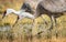 Closeup of a pair of Sandhill Cranes feeding.