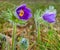 closeup pair of spring prairie flowers in a grass