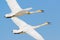 Closeup of a pair of trumpeter swans in flight  on a blue sky taken in late winter / early spring in the Crex Meadows Wild