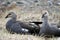 Closeup of a pair of upland geese on the ground with a blurry background