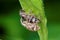 Closeup of a pair of weevils mating on a bright green leaf with a blurred background in a forest