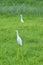 closeup the pair of white heron stand and enjoy the nature soft focus natural green brown background