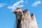 Closeup of a pale brown camel against a clear blue sky