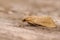 Closeup on a pale brown colored Mediterranean Crambidae moth, Achyra nudalis sitting on wood