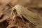 Closeup on the pale brown colored seasonal Large Wainscot owlet moth, Rhizedra lutosa