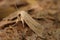 Closeup on the pale brown colored seasonal Large Wainscot owlet moth, Rhizedra lutosa