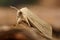 Closeup on the pale brown colored seasonal Large Wainscot owlet moth, Rhizedra lutosa