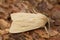 Closeup on the pale brown colored seasonal Large Wainscot owlet moth, Rhizedra lutosa