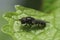 Closeup on the Pale-footed Pipiza luteitarsis sitting n a green leaf