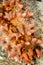 Closeup of a pale orange spiny sea cucumber