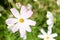 A closeup pale-pink flower named COSMOS