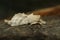 Closeup on the pale prominent moth, Pterostoma palpina sitting on the ground