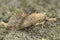 Closeup on the pale prominent moth, Pterostoma palpina sitting on wood in the garden