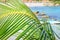 Closeup of a Palm leaf, branch on tropical lagoon background. Riviera Maya, Mexico