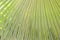 Closeup palm leaf texture background