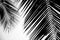 Closeup palm leaves on white background. - monochrome