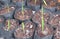 Closeup palm small saplings in pots