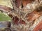 Closeup of palm tree bark and bark fibers