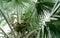 Closeup palm tree and bunch of plam fruit in tropical forest. Fan palm Corypha umbraculifera with leaves that are palmately