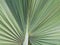 Closeup of palmetto leaf abstract texture pattern background