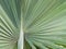 Closeup of palmetto leaf abstract texture pattern background