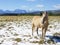 Closeup of a Palomino Horse in the Field at Grand Tetons National Park After an Early Snow Storm