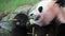 Closeup Panda eating bamboo