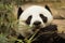 Closeup Panda is eating bamboo trees and bamboo