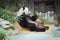 Closeup Panda is eating bamboo trees and bamboo