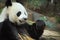 Closeup Panda is eating bamboo trees and bamboo