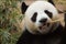Closeup Panda is eating bamboo trees and bamboo