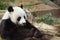 Closeup Panda is eating bamboo trees and bamboo