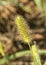 Closeup of the panicle of green foxtail grass at the margin of a field in Oklahoma.