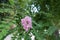 Closeup of panicle of pink flowers of Robinia hispida