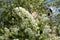 Closeup of panicle of white flowers of bird cherry in April