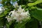 Closeup of panicle of white flowers of catalpa tree in June