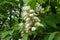 Closeup of panicle of white flowers of horse chestnut tree in May