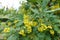 Closeup of panicle of yellow flowers of Berberis vulgaris in May