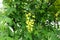 Closeup of panicle of yellow flowers of Laburnum anagyroides in May