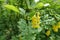 Closeup of panicles of yellow flowers of common barberry