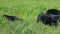 Closeup panorama on little black german shepherd puppies relax in green grass