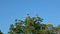Closeup panorama at many white tropical birds fly above large green palm trees