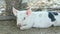 Closeup panorama of small domestic pig rest on ground